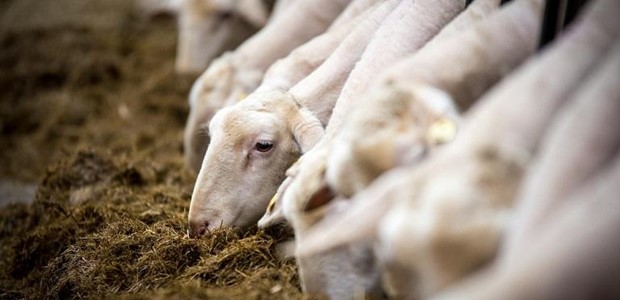 Χιλιάδες θανατώσεις, εγκατάλειψη και απόγνωση